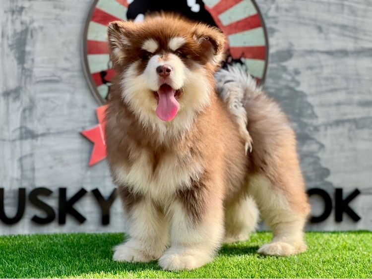 ลูกสุนัขอลาสกันไจแอนท์ เกรดนำเข้า พร้อมใบ รูปที่ 10