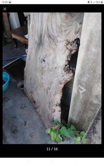 🏛.เสาไม้เต็งหน้า10" รูปที่ 7