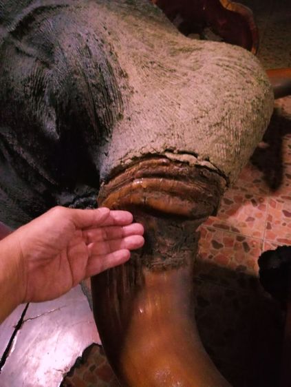 เก่าโบราณแท้เดิมใหญ่ยักษ์สภาพเยี่ยม รูปที่ 9