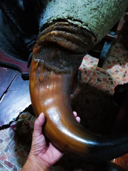 เก่าโบราณแท้เดิมใหญ่ยักษ์สภาพเยี่ยม รูปที่ 6