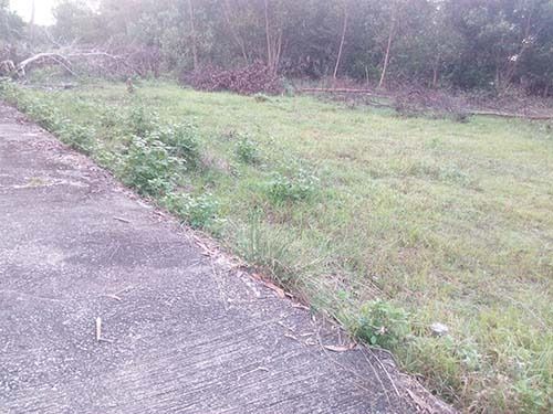 ที่ดินหลังเทศบาลแม่ขรี ใกล้แหล่งชุมชน ที่ดินทำเลทอง