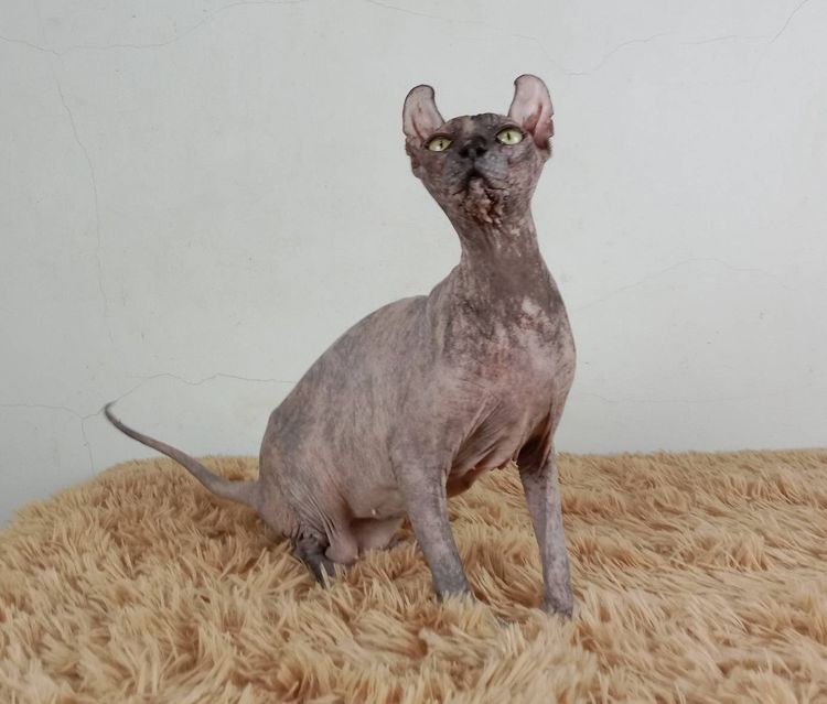 13.แมวเอลฟ์ เพศเมีย หาบ้าน Elf Cat Female looking for a new home รูปที่ 4