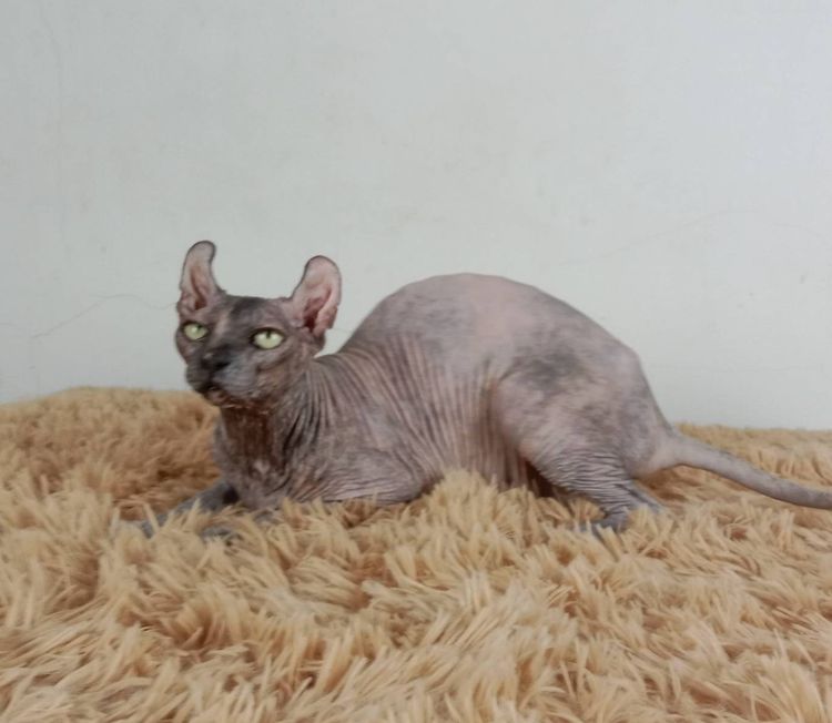 13.แมวเอลฟ์ เพศเมีย หาบ้าน Elf Cat Female looking for a new home รูปที่ 5