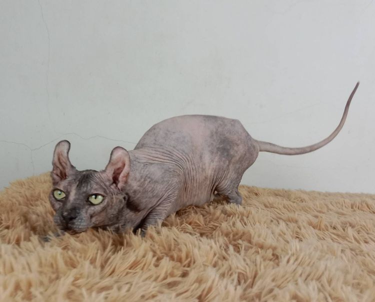 13.แมวเอลฟ์ เพศเมีย หาบ้าน Elf Cat Female looking for a new home รูปที่ 2