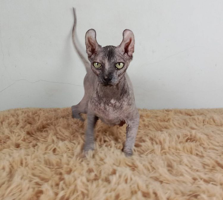 สฟิงซ์ (Sphynx) 13.แมวเอลฟ์ เพศเมีย หาบ้าน Elf Cat Female looking for a new home
