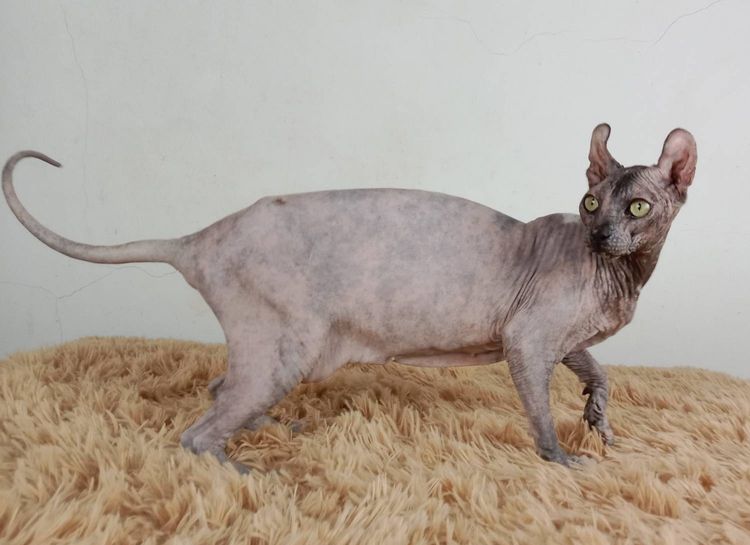 13.แมวเอลฟ์ เพศเมีย หาบ้าน Elf Cat Female looking for a new home รูปที่ 3