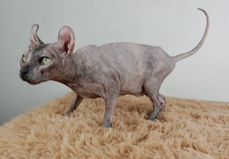 13.แมวเอลฟ์ เพศเมีย หาบ้าน Elf Cat Female looking for a new home รูปที่ 7