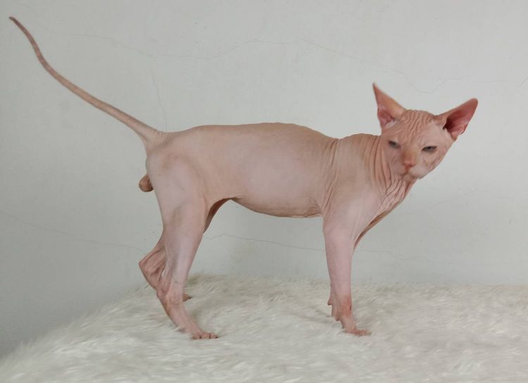 14.แมวสฟิงซ์ เพศผู้ หาบ้าน Sphynx Cat Male looking for a new home รูปที่ 4