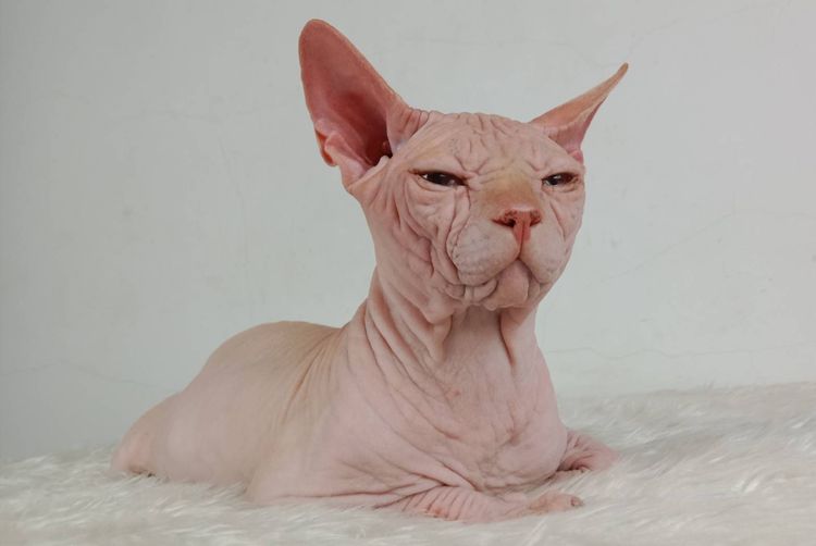 สฟิงซ์ (Sphynx) 14.แมวสฟิงซ์ เพศผู้ หาบ้าน Sphynx Cat Male looking for a new home
