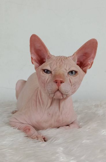 14.แมวสฟิงซ์ เพศผู้ หาบ้าน Sphynx Cat Male looking for a new home รูปที่ 5