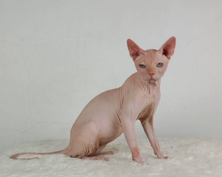 14.แมวสฟิงซ์ เพศผู้ หาบ้าน Sphynx Cat Male looking for a new home รูปที่ 6