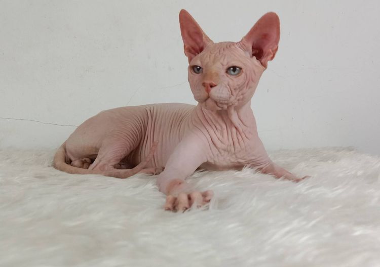 14.แมวสฟิงซ์ เพศผู้ หาบ้าน Sphynx Cat Male looking for a new home รูปที่ 2