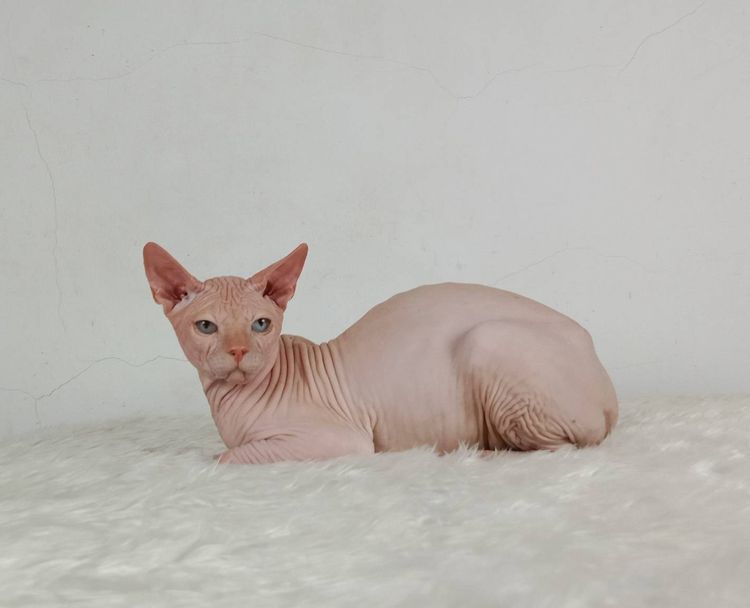 14.แมวสฟิงซ์ เพศผู้ หาบ้าน Sphynx Cat Male looking for a new home รูปที่ 7