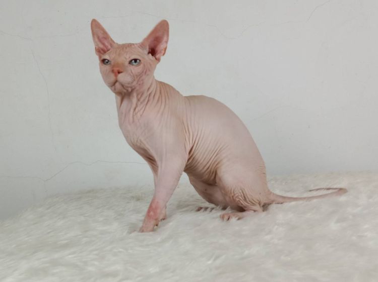 14.แมวสฟิงซ์ เพศผู้ หาบ้าน Sphynx Cat Male looking for a new home รูปที่ 8