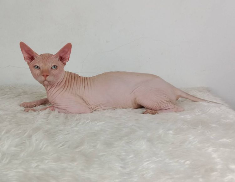 14.แมวสฟิงซ์ เพศผู้ หาบ้าน Sphynx Cat Male looking for a new home รูปที่ 3