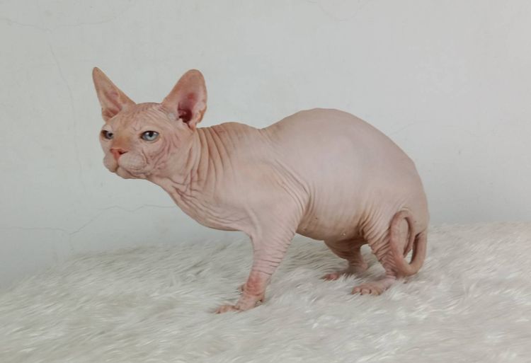 14.แมวสฟิงซ์ เพศผู้ หาบ้าน Sphynx Cat Male looking for a new home รูปที่ 9