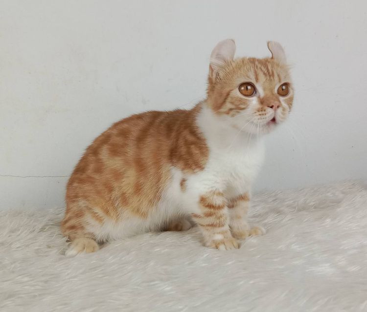 4.แมวมันช์กิ้น เพศผู้ หาบ้าน Munchkin Cat Male looking for a new home รูปที่ 3
