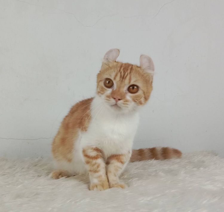 4.แมวมันช์กิ้น เพศผู้ หาบ้าน Munchkin Cat Male looking for a new home รูปที่ 4