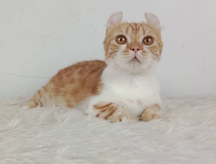4.แมวมันช์กิ้น เพศผู้ หาบ้าน Munchkin Cat Male looking for a new home รูปที่ 2