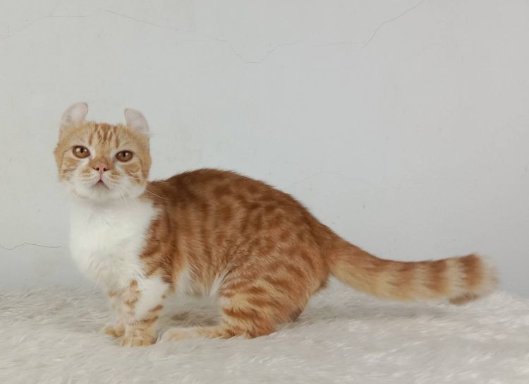 4.แมวมันช์กิ้น เพศผู้ หาบ้าน Munchkin Cat Male looking for a new home รูปที่ 5