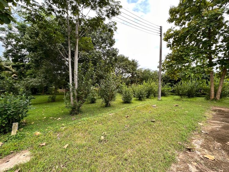 ที่ดินเปล่าติดน้ำ รูปที่ 2