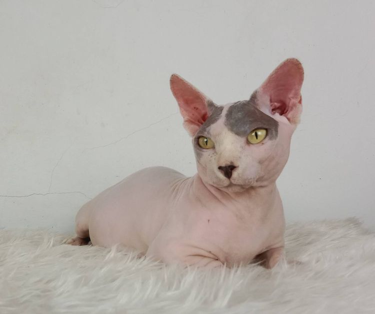 16.แมวแบมบิโน่ เพศผู้ หาบ้าน Bambino Cat Male looking for a new home รูปที่ 2