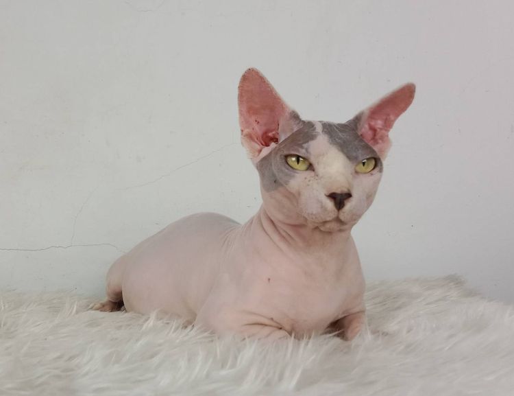 16.แมวแบมบิโน่ เพศผู้ หาบ้าน Bambino Cat Male looking for a new home รูปที่ 3