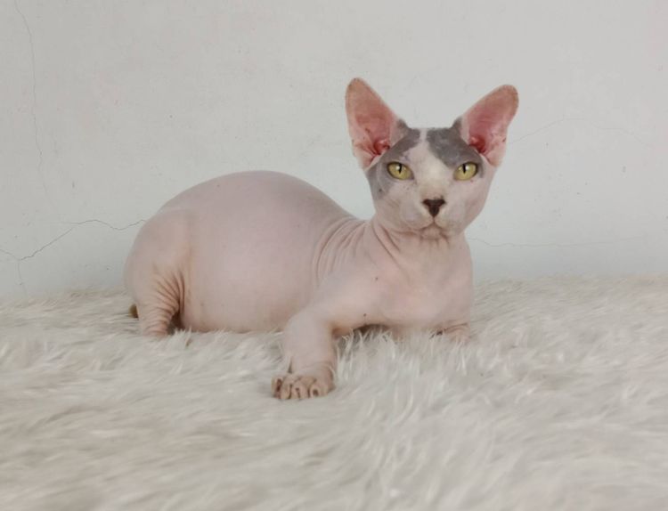 16.แมวแบมบิโน่ เพศผู้ หาบ้าน Bambino Cat Male looking for a new home รูปที่ 5