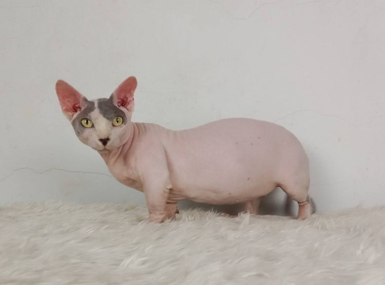 16.แมวแบมบิโน่ เพศผู้ หาบ้าน Bambino Cat Male looking for a new home