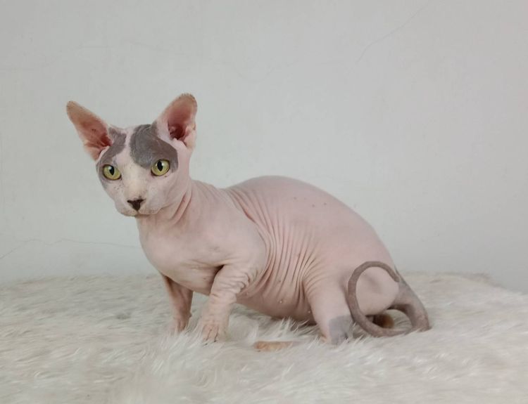 16.แมวแบมบิโน่ เพศผู้ หาบ้าน Bambino Cat Male looking for a new home รูปที่ 7