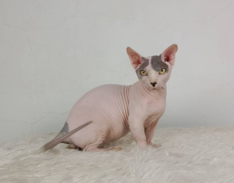 16.แมวแบมบิโน่ เพศผู้ หาบ้าน Bambino Cat Male looking for a new home รูปที่ 6