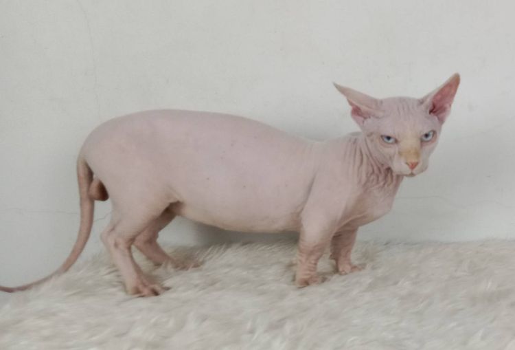 19.แมวแบมบิโน่ เพศผู้ หาบ้าน Bambino Cat Male looking for a new home รูปที่ 2