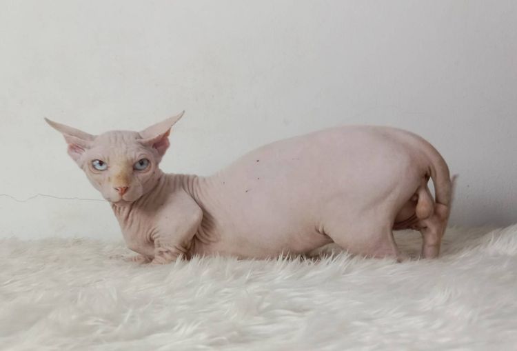 19.แมวแบมบิโน่ เพศผู้ หาบ้าน Bambino Cat Male looking for a new home รูปที่ 3