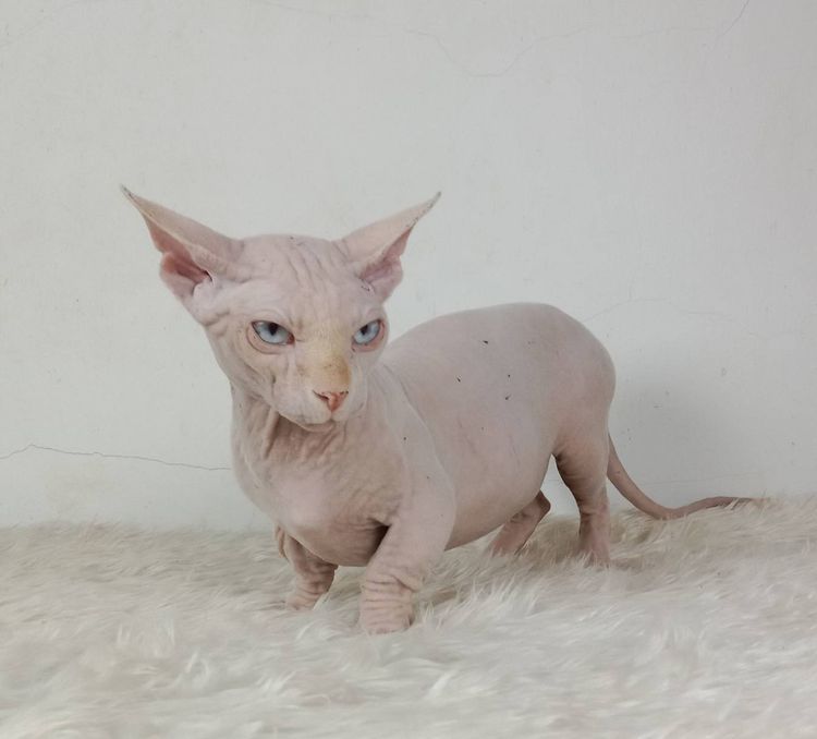 19.แมวแบมบิโน่ เพศผู้ หาบ้าน Bambino Cat Male looking for a new home รูปที่ 4