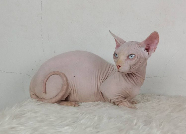 19.แมวแบมบิโน่ เพศผู้ หาบ้าน Bambino Cat Male looking for a new home