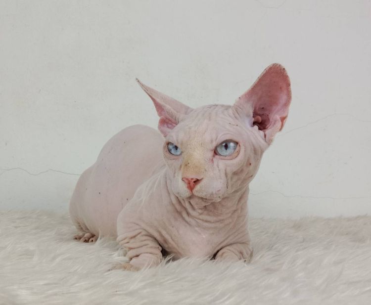 19.แมวแบมบิโน่ เพศผู้ หาบ้าน Bambino Cat Male looking for a new home รูปที่ 5