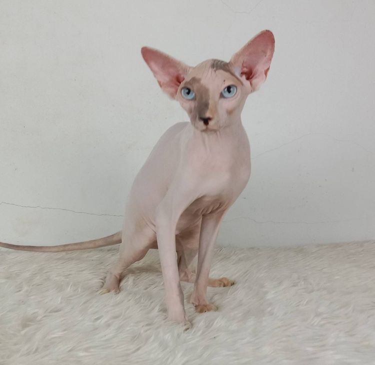 18.แมวสฟิงซ์ เพศเมีย หาบ้าน Sphynx Cat Female looking for a new home รูปที่ 4
