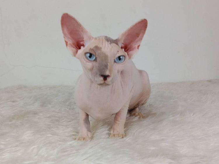 18.แมวสฟิงซ์ เพศเมีย หาบ้าน Sphynx Cat Female looking for a new home รูปที่ 2