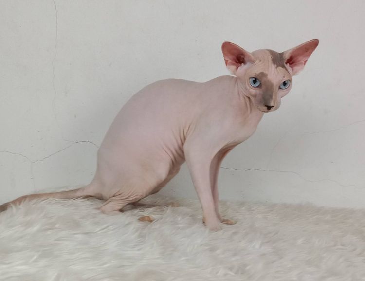 18.แมวสฟิงซ์ เพศเมีย หาบ้าน Sphynx Cat Female looking for a new home