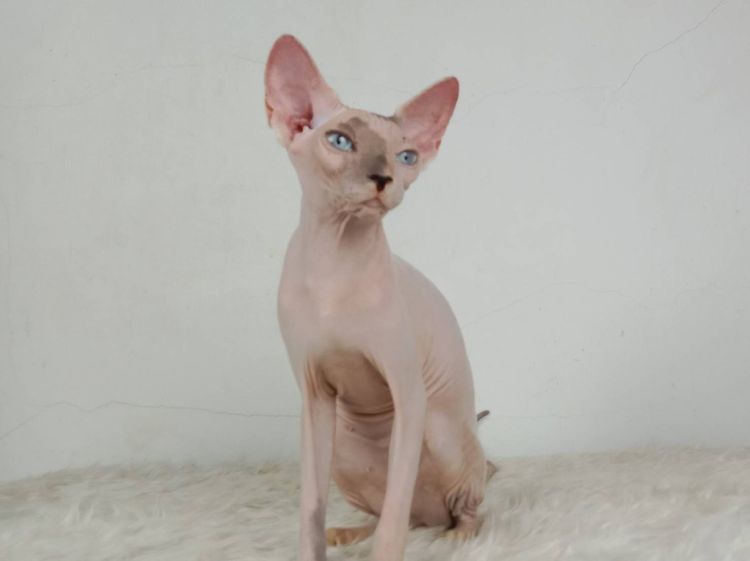 18.แมวสฟิงซ์ เพศเมีย หาบ้าน Sphynx Cat Female looking for a new home รูปที่ 5