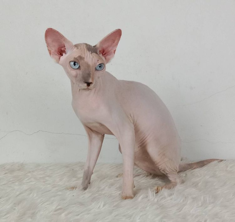 18.แมวสฟิงซ์ เพศเมีย หาบ้าน Sphynx Cat Female looking for a new home รูปที่ 3
