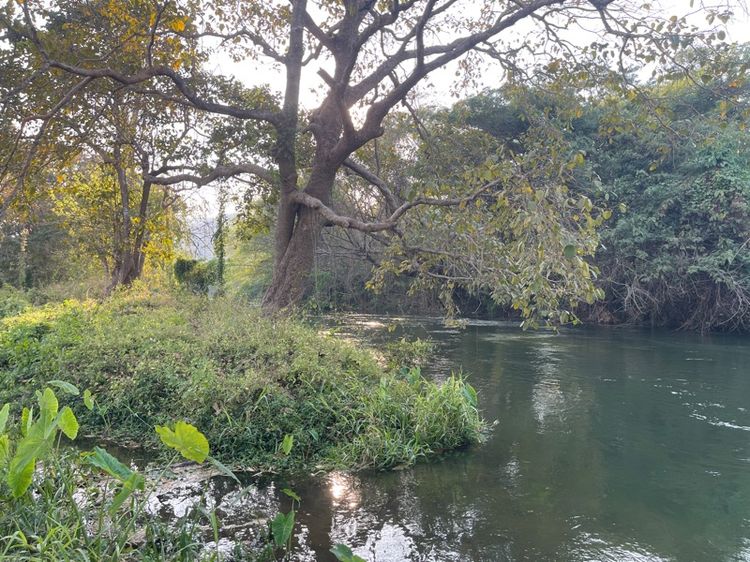 ขายที่ดินติดแม่น้ำเพชรบุรี โซนล่องเรือยาง โฉนดครุฑแดง 10 ไร่ บวกที่งอกอีก 3 ไร่  รูปที่ 4