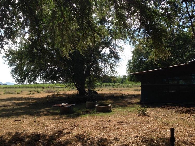 หัวหวาย ตาคลี นครสวรรค์ รูปที่ 3