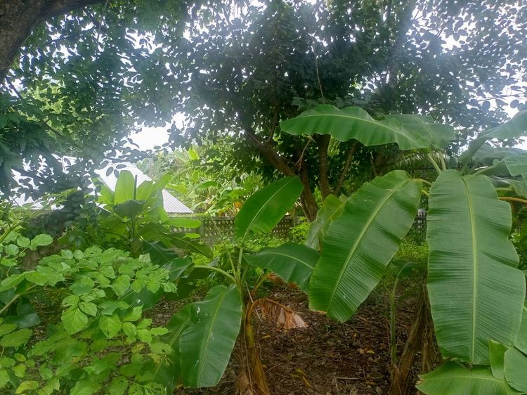 ให้เช่า ที่ดินว่างเปล่าเนื้อที่ 100 ตารางวา รูปที่ 4