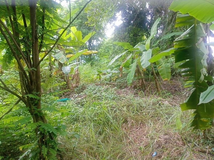 ให้เช่า ที่ดินว่างเปล่าเนื้อที่ 100 ตารางวา รูปที่ 2