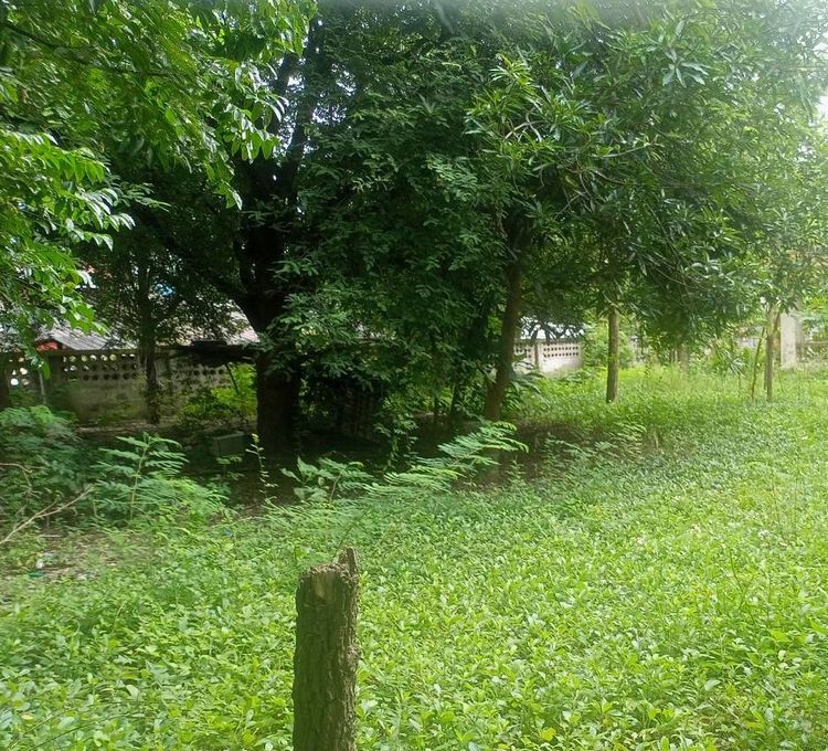 ให้เช่า ที่ดินว่างเปล่าเนื้อที่ 100 ตารางวา