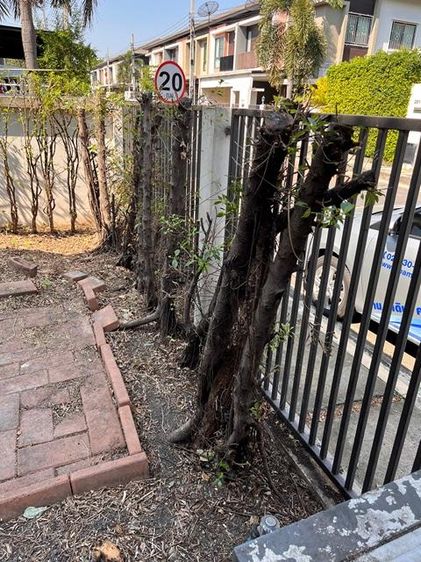 āđāļāđ ð āļāļēāļ§āļāđāđāļŪāđāļēāļŠāđ āļāļāļāđāļĄāļ·āļāļ āļĢāļēāļāļēāļāļīāđāļĻāļĐ! ð āļĢāļđāļāļāļĩāđ 3