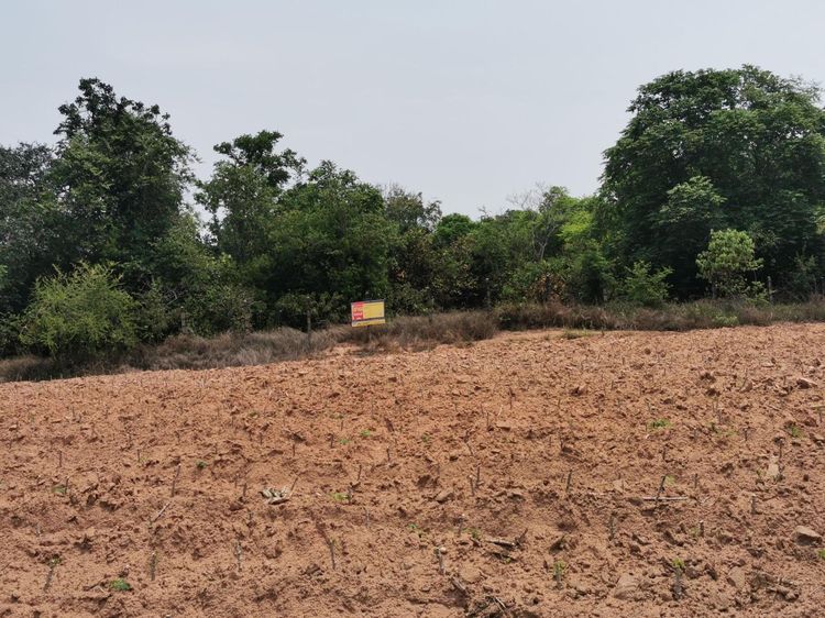 💖 ที่ดิน พัฒนานิคม ราคาพิเศษ! 💖