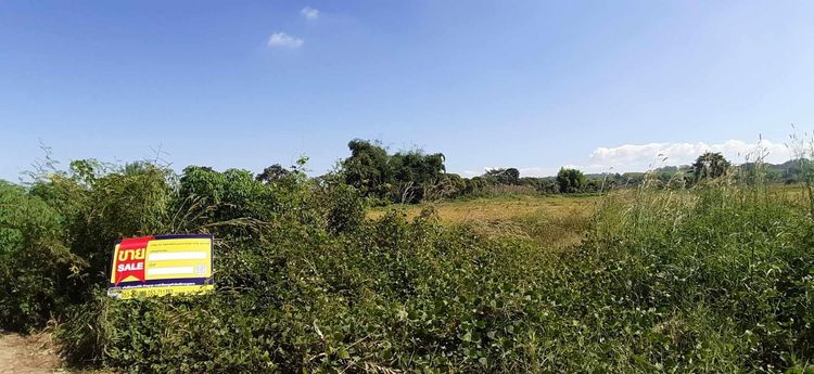 ใช่ 💖 ที่ดิน แม่จัน ราคาพิเศษ! 💖 รูปที่ 4