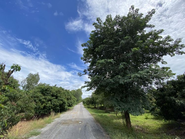 ใช่ 💖 ที่ดิน บ้านโฮ่ง ราคาพิเศษ! 💖 รูปที่ 4